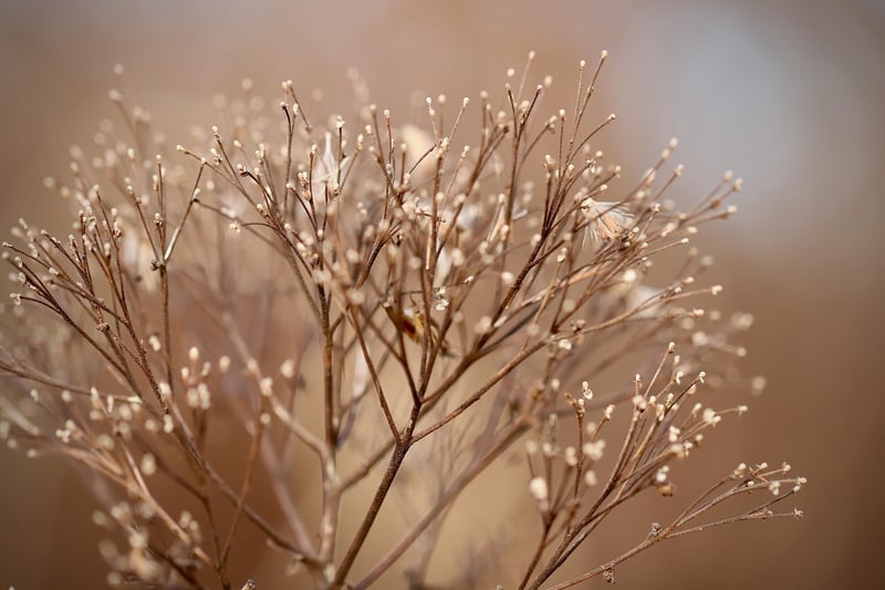 Enchanted Garden
